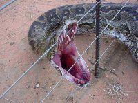 bigsnake2.jpg