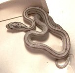 Female Anery stripe #86 - pre shed.JPG