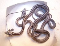 Stripe - Striped Motley comparison.JPG