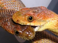 Biardi1.JPG