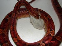 DSC00449 (Medium).jpg