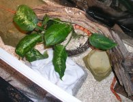 snakeincage2c.jpg