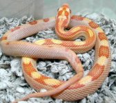 03 amel stripe possible het for lavender joe pierce stock.jpg