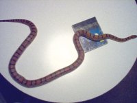 Gaia cd.jpg