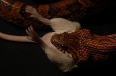 Picture 003.JPG