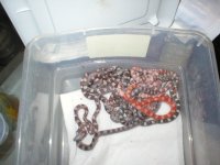 amber, hypo and caramel bloodred.JPG