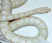 10`17`04-Pearl-close-most.jpg