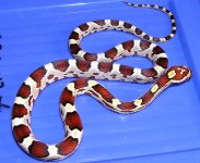 MilksnakePhaseTraci.JPG