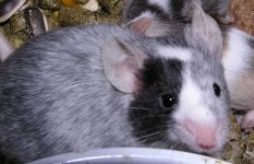 WeirdMousegrownup.JPG