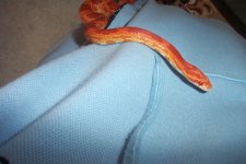 stella the cornsnake.jpg