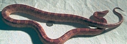 rusty2crop.jpg