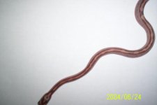 moleystriped.jpg