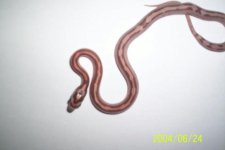moleystriped2.jpg