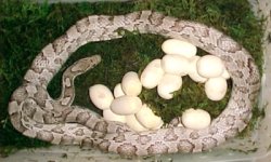 lrriley_eggs_2003.jpg
