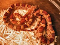 norm male het lav str.jpg