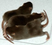 mouse1.jpg