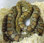 bloody more corns 013.jpg