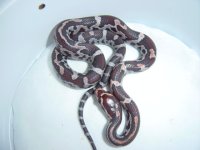 1st hatchling-1  2003.jpg