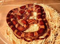 norm f het lav str.jpg