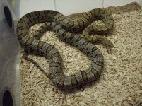 more corns 083.jpg