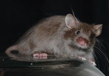mouse3.jpg
