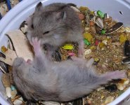 KungfooHamsters.JPG