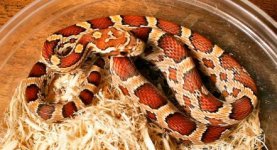 norm m het candycane.jpg