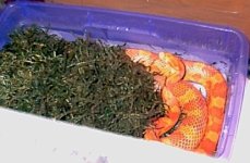 rubynestboxcrop.jpg