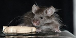 mouse2.jpg