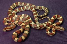42-15 and 16 small.JPG