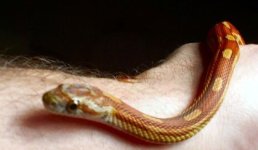 mot m ph caramel.jpg