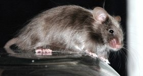 mouse4.jpg