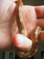 mot m ph caramel 2.jpg