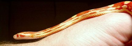 amel mot f ph caramel.jpg