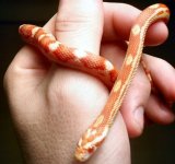 amel mot f ph caramel 2.jpg