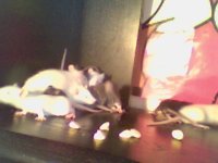 Picture 142.jpg