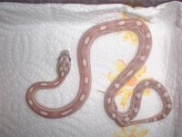 very close up ghost motley 11 03 (small).jpg