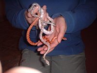 a handful of hatchlings (small).jpg