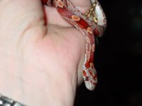 newest snakes 091.jpg
