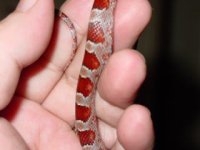 newest snakes 082.jpg