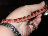 newest snakes 086.jpg