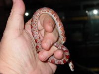 newest snakes 088.jpg