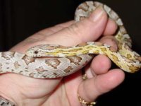 newest snakes 047.jpg
