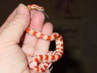 newest snakes 073.jpg