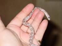 newest snakes 075.jpg