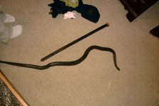 snake picture.jpg