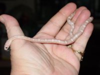 newest snakes 079.jpg