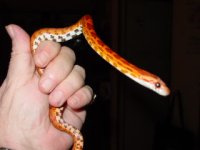 newest snakes 061.jpg