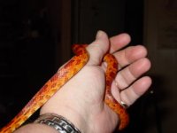newest snakes 060.jpg