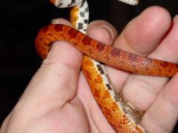 newest snakes 058.jpg